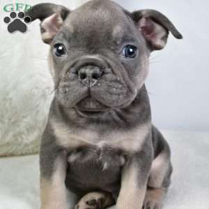 donald, French Bulldog Puppy