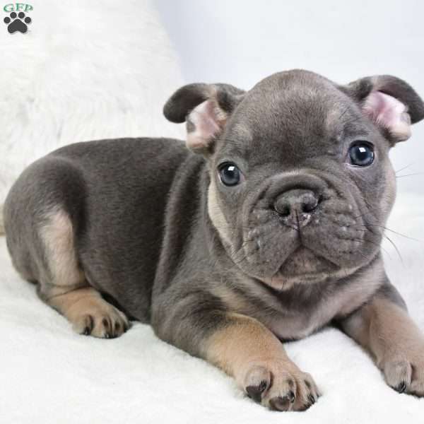 donald, French Bulldog Puppy