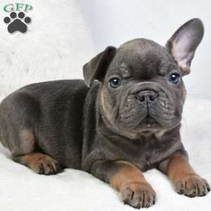 dora, French Bulldog Puppy