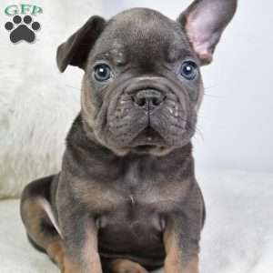 dora, French Bulldog Puppy