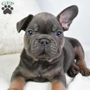 dora, French Bulldog Puppy