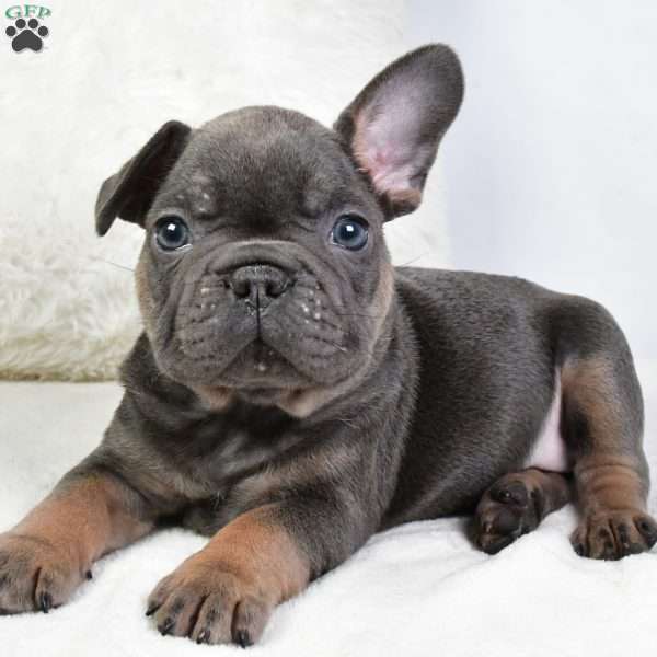 dora, French Bulldog Puppy