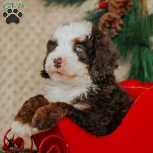 Duffy, Mini Bernedoodle Puppy