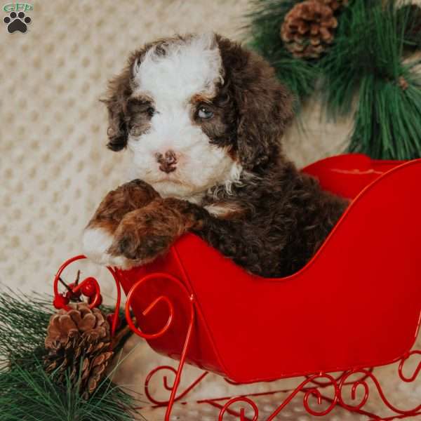 Duffy, Mini Bernedoodle Puppy