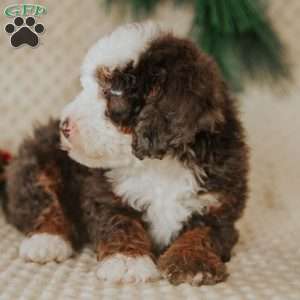 Duffy, Mini Bernedoodle Puppy