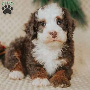 Duffy, Mini Bernedoodle Puppy