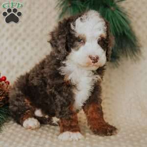 Duffy, Mini Bernedoodle Puppy