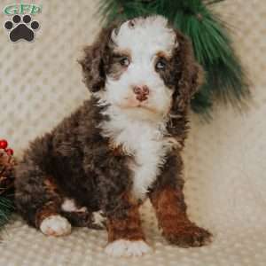 Duffy, Mini Bernedoodle Puppy