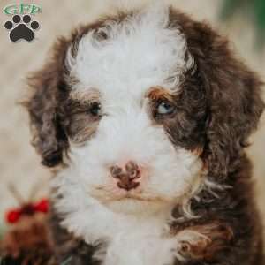 Duffy, Mini Bernedoodle Puppy