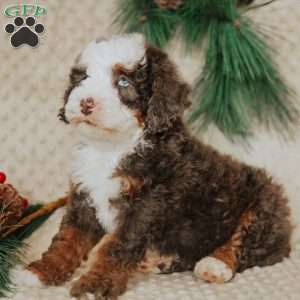 Duffy, Mini Bernedoodle Puppy