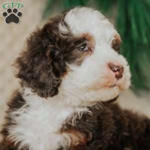 Duffy, Mini Bernedoodle Puppy