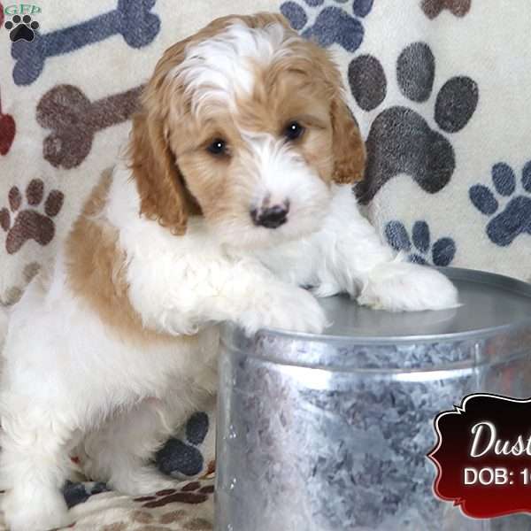 Dustin, Cavapoo Puppy