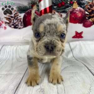 Theo, French Bulldog Puppy