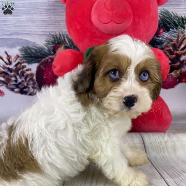 Molly, Cavapoo Puppy