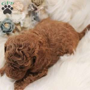 Emerald, Toy Poodle Puppy