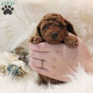 Emerald, Toy Poodle Puppy