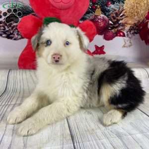 Janelle, Australian Shepherd Puppy