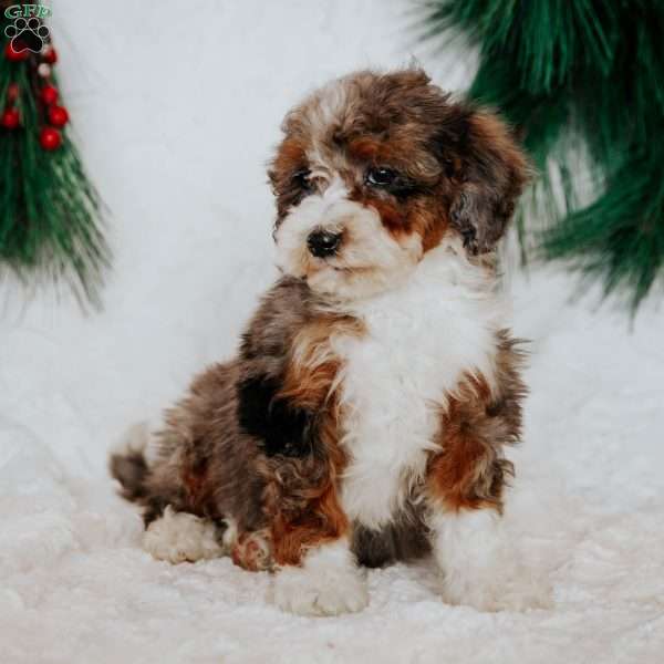 Faith (Tiny), Mini Bernedoodle Puppy