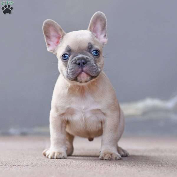 Mr Red, French Bulldog Puppy