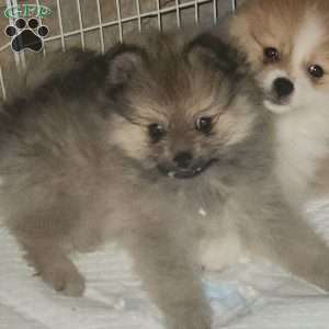 Frosty, Pomeranian Puppy