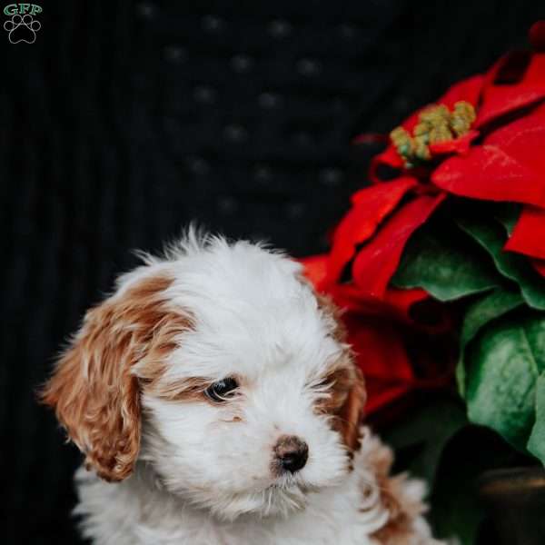 Gabby, Cavapoo Puppy