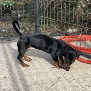 Gilda, Dachshund Puppy