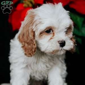 Gina, Cavapoo Puppy