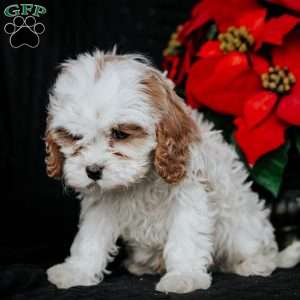 Gina, Cavapoo Puppy