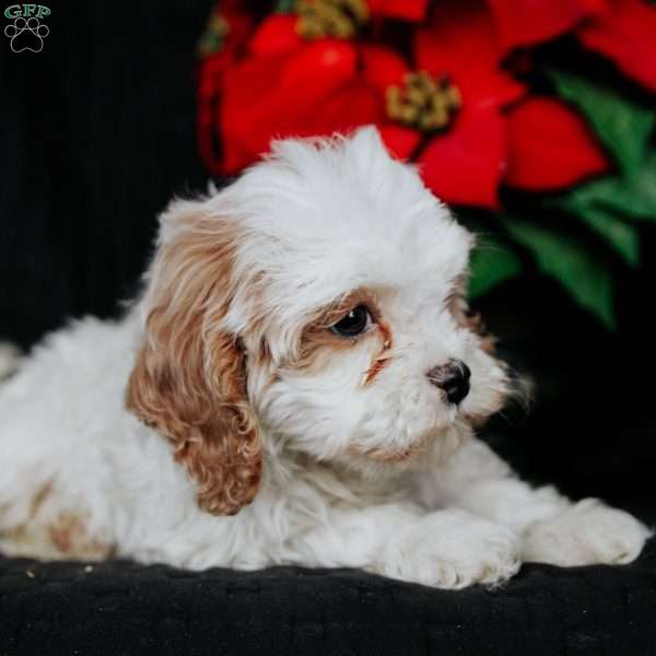 Gina, Cavapoo Puppy