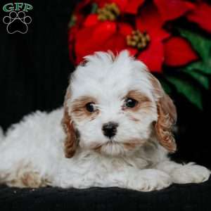 Gina, Cavapoo Puppy