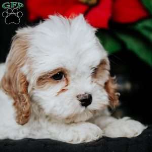 Gina, Cavapoo Puppy