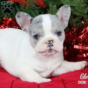 Gloria, French Bulldog Puppy