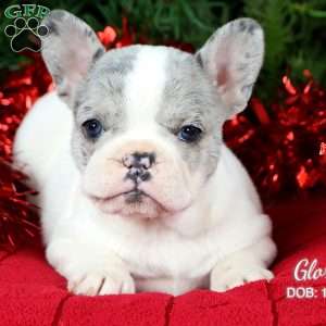 Gloria, French Bulldog Puppy