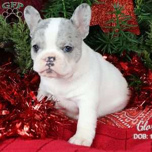 Gloria, French Bulldog Puppy