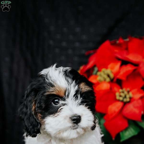 Gwen, Cavapoo Puppy