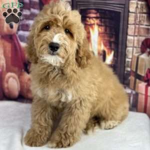 Hank, Mini Goldendoodle Puppy