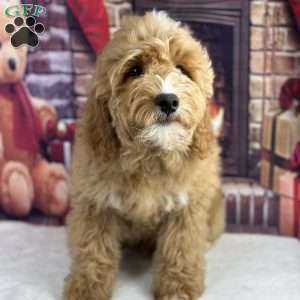 Hank, Mini Goldendoodle Puppy