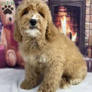 Hank, Mini Goldendoodle Puppy