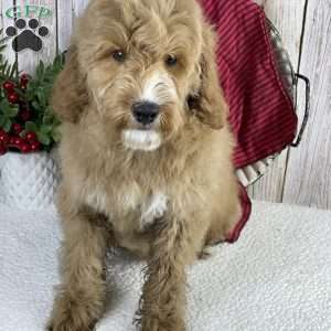 Hank, Mini Goldendoodle Puppy