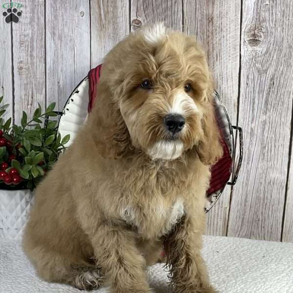 Hank, Mini Goldendoodle Puppy