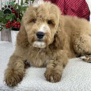 Hank, Mini Goldendoodle Puppy