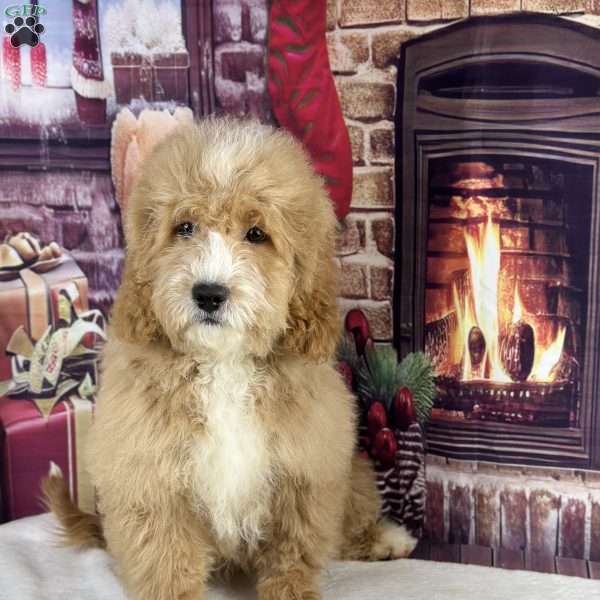 Harley, Mini Goldendoodle Puppy