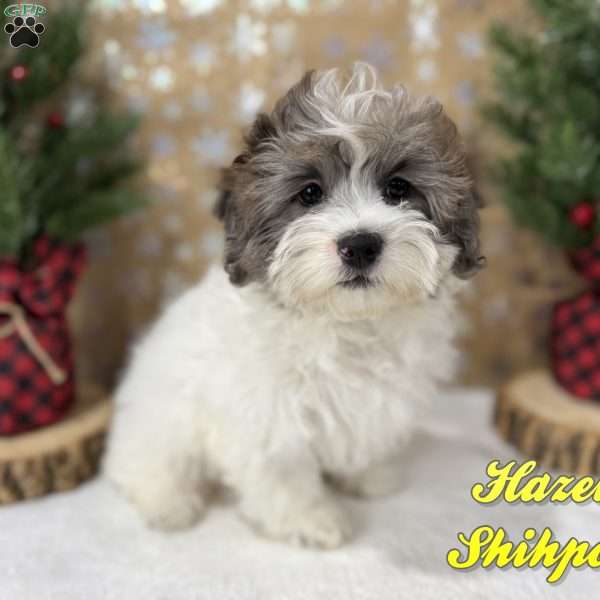 Hazel, Shih-Poo Puppy