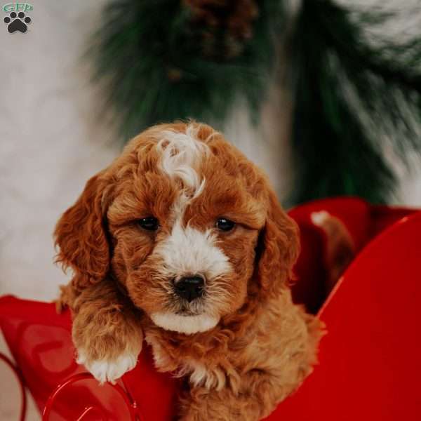 Rudolph, Mini Goldendoodle Puppy