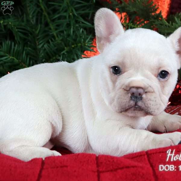 Holly, French Bulldog Puppy