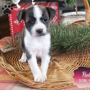 Holly, Jack Russell Mix Puppy