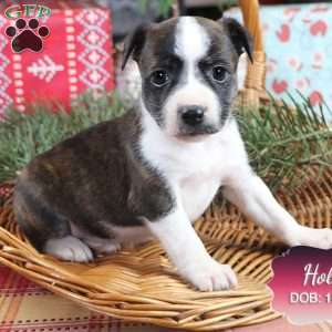 Holly, Jack Russell Mix Puppy