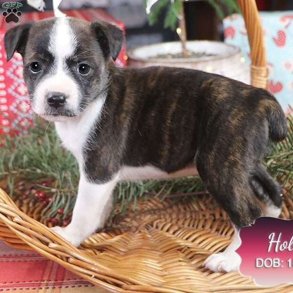 Holly, Jack Russell Mix Puppy