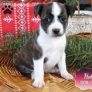 Holly, Jack Russell Mix Puppy