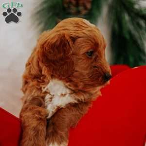 Angel, Mini Goldendoodle Puppy